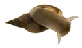 Great pond snail, Lymnaea stagnalis Royalty Free Stock Photo