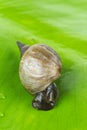 Great pond snail, Lymnaea stagnalis on grean waterlily leaf Royalty Free Stock Photo
