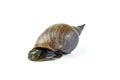 Great pond snail, Lymnaea stagnalis isolated on white Royalty Free Stock Photo