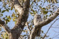 A Great Potoo Blending in on a Tree Limb Royalty Free Stock Photo