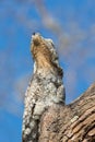 Great Potoo close up Royalty Free Stock Photo