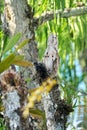 Great Potoo Royalty Free Stock Photo