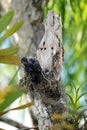 Great Potoo Royalty Free Stock Photo