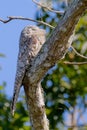 Great Potoo, Nyctibius Grandis, Cuiaba River, Porto Jofre, Pantanal Matogrossense, Mato Grosso do Sul, Brazil Royalty Free Stock Photo