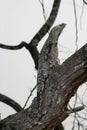 Great potoo, Nyctibius grandis Royalty Free Stock Photo