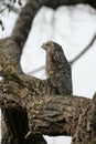 Great potoo, Nyctibius grandis Royalty Free Stock Photo