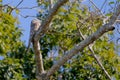 Great Potoo, Nyctibius Grandis, Cuiaba River, Porto Jofre, Pantanal Matogrossense, Mato Grosso do Sul, Brazil Royalty Free Stock Photo