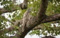 Great Potoo, Pantanal Wetlands, Mato Grosso, Brazil Royalty Free Stock Photo