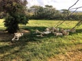 Great pride of lions lying in the grass Royalty Free Stock Photo