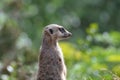 Great Profile of a Meerkat