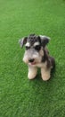 Great puppy miniature schnauzer wait to play Royalty Free Stock Photo