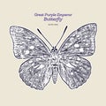 Great purple emperor Sasakia charonda, hand draw sketch vector