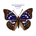 Great purple emperor Sasakia charonda, hand draw sketch vector