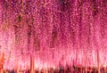 Great purple wisteria trellis at night at Ashikaga Flower Park, Tochigi, Japan, Asia Royalty Free Stock Photo