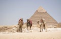 Great pyramid of khufu giza egypt. With three camels in front of the buidling. Typical egypt background