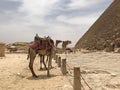 Camels stands in front of The great pyramids of Giza, Egypt travel historical destination to explore world history Royalty Free Stock Photo