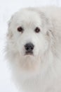 Great Pyrenees Royalty Free Stock Photo