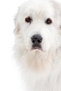 Great Pyrenees Royalty Free Stock Photo