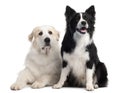 Great Pyrenees, 6 years old, and Border Collie Royalty Free Stock Photo