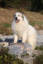 Great Pyrenees