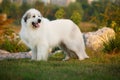 Great Pyrenees