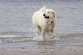 Great Pyrenees at the Beach Royalty Free Stock Photo