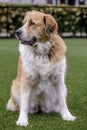 Great Pyrenees crossed with a Greater Swiss Mountain Dog female sitting. Royalty Free Stock Photo