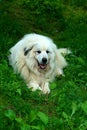 Great Pyrenees Dog Royalty Free Stock Photo