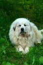 Great Pyrenees Dog Royalty Free Stock Photo