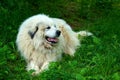 Great Pyrenees Dog Royalty Free Stock Photo