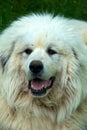 Great Pyrenees Dog Royalty Free Stock Photo
