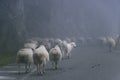 A great pyrenees dog blends in with a herd of sheep on a misty road Royalty Free Stock Photo