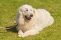 Great Pyrenees dog in the park Royalty Free Stock Photo