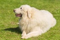 Great Pyrenees dog in the park Royalty Free Stock Photo