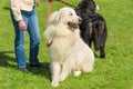 Great Pyrenees dog in the park Royalty Free Stock Photo