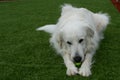 Great Pyrenees Dog Playing With Tennis Ball Royalty Free Stock Photo