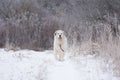 Great pyrenees dog Royalty Free Stock Photo