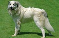 Great Pyrenees Dog or Pyrenean Mountaing Dog Royalty Free Stock Photo