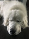 Great Pyrenees dog sleeping on the floor.