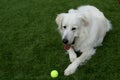 Great Pyrenees Dog With Tennis Ball Royalty Free Stock Photo
