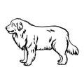 Great Pyrenees dog - vector isolated illustration on white background