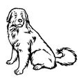 Great Pyrenees dog - vector isolated illustration on white background