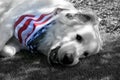 Great Pyrenees Dog Wearing Patriotic Bandana