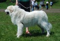 Great pyrenees female Royalty Free Stock Photo