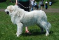 Great pyrenees female