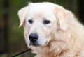 Great Pyrenees Livestock Guard Dog