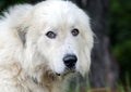 Great Pyrenees Livestock Guard Dog Royalty Free Stock Photo