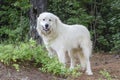 Great Pyrenees Livestock Guard Dog Royalty Free Stock Photo