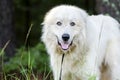 Great Pyrenees Livestock Guard Dog Royalty Free Stock Photo