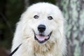 Great Pyrenees Livestock Guard Dog Royalty Free Stock Photo